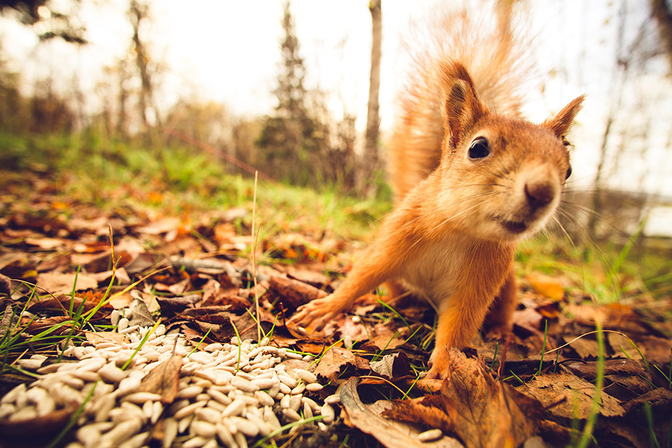 Squirrel in the woods